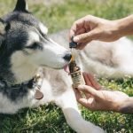 CBD for dog anxiety