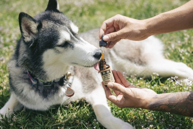 CBD for dog anxiety