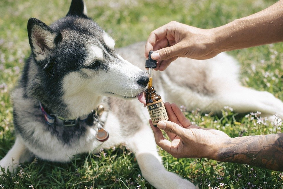 CBD for dog anxiety