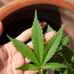 cbd-5003423_640
