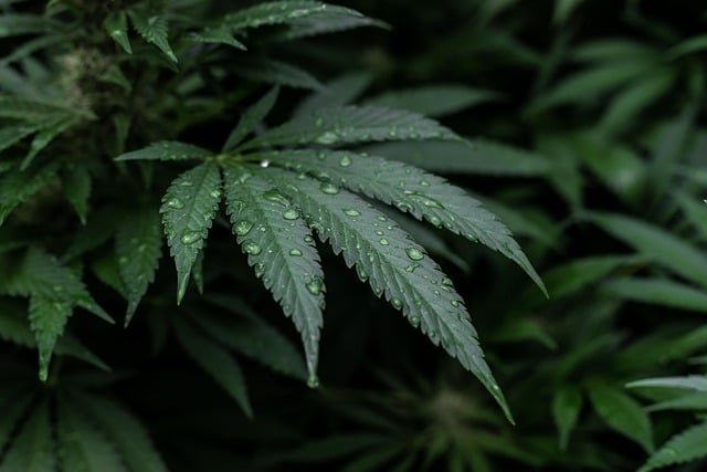 cbd-7665273_640