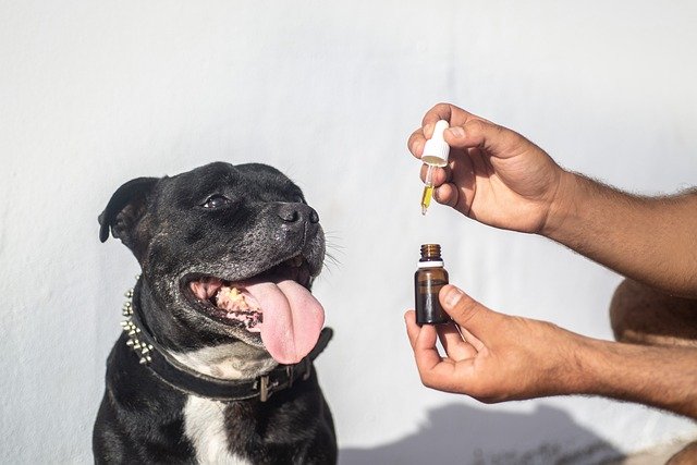 cbd-oil-dogs-5441169_640