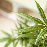 weed-5330975_640
